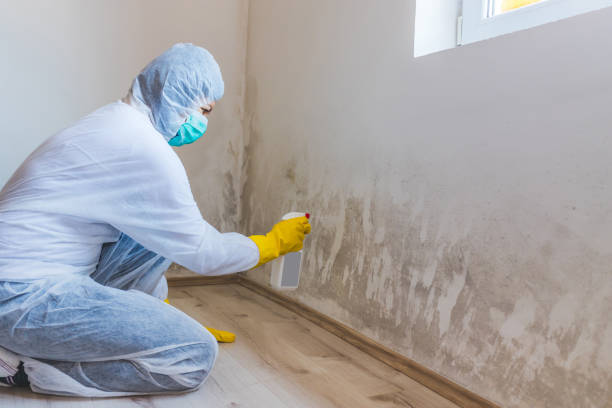 Licensed Mold Testing service in Elmont, NY - WQB Mold Removal